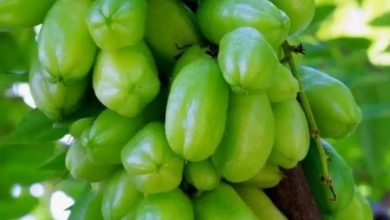 IMG 20260225 WA0005 Jurnal Sepernas