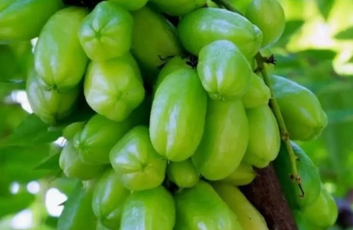 IMG 20260225 WA0005 Jurnal Sepernas